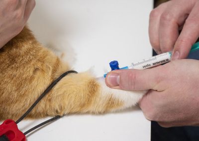 Medizinischer Eingriff, Tierarztpraxis Dres. Mäusl in Hengersberg